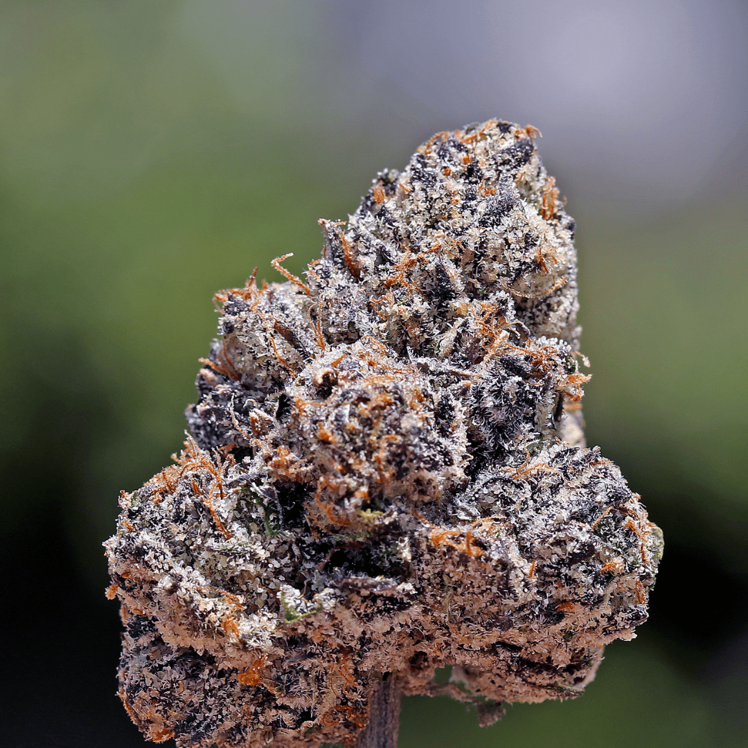 Blue Warheads THCa Flower *Exotic* - Image 3